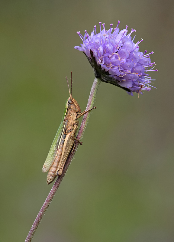 2009 (9) SEPTEMBER Lesser Marsh Grasshopper 